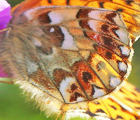 Fjeldperlemorsommerfugl, Boloria napaea. Ramundberget 950 - 1000 m-, Härjedalen, Sverige 27 juni 2018. Fotograf; Lars Andersen