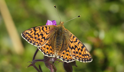 Fjeldperlemorsommerfugl, Boloria napaea. Ramundberget 950 - 1000 m-, Hrjedalen, Sverige 27  juni 2018. Fotograf; Lars Andersen