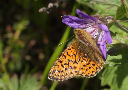 Fjeldperlemorsommerfugl, Boloria napaea. Ramundberget 950 - 1000 m-, Hrjedalen, Sverige 27  juni 2018. Fotograf; Lars Andersen