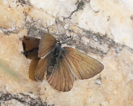Fjeldblåfugle, Agriades orbitulus. Ramundberget 1030 - 1050 m.h., Sverige. d. 27 juni 2018. Fotograf; Lars Andersen