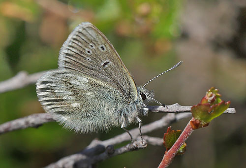 Fjeldblfugle, Agriades orbitulus. Ramundberget 1030 - 1050 m.h., Sverige. d. 27 juni 2018. Fotograf; Lars Andersen