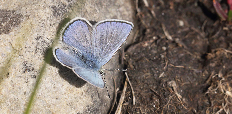 Fjeldblåfugle, Agriades orbitulus. Ramundberget 1030 - 1050 m.h., Sverige. d. 27 juni 2018. Fotograf; Lars Andersen