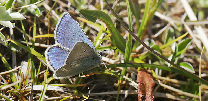 Fjeldblfugle, Agriades orbitulus. Ramundberget 1030 - 1050 m.h., Sverige. d. 27 juni 2018. Fotograf; Lars Andersen