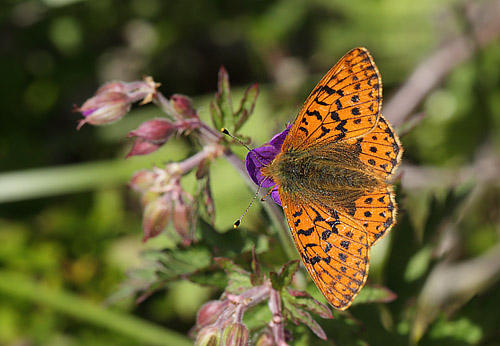 Fjeldperlemorsommerfugl, Boloria napaea. Ramundberget 950 - 1000 m-, Hrjedalen, Sverige 27  juni 2018. Fotograf; Lars Andersen