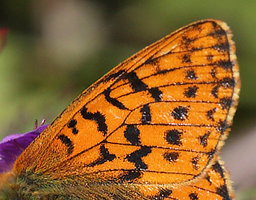 Fjeldperlemorsommerfugl, Boloria napaea. Flatruet 950  m-, Hrjedalen, Sverige 26  juni 2018. Fotograf; Lars Andersen