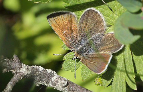 Fjeldblåfugle, Agriades orbitulus. Ramundberget 1030 - 1050 m.h., Sverige. d. 27 juni 2018. Fotograf; Lars Andersen