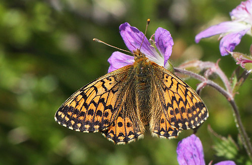 Fjeldperlemorsommerfugl, Boloria napaea. Ramundberget 950 - 1000 m-, Hrjedalen, Sverige 27  juni 2018. Fotograf; Lars Andersen