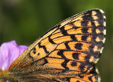 Fjeldperlemorsommerfugl, Boloria napaea. Ramundberget 950 - 1000 m-, Hrjedalen, Sverige 27  juni 2018. Fotograf; Lars Andersen