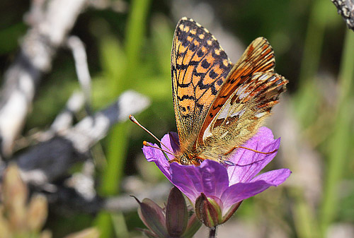 Fjeldperlemorsommerfugl, Boloria napaea. Ramundberget 950 - 1000 m-, Hrjedalen, Sverige 27  juni 2018. Fotograf; Lars Andersen