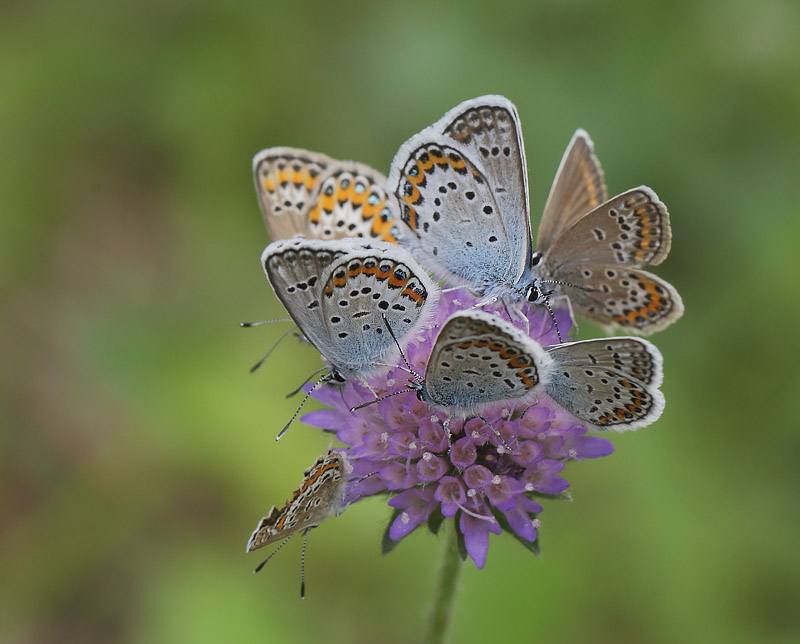 Argusblfugl, Plebejus argus. Spngabcken, Lindesberg, rebro Ln, Sverige d. 28 juni 2018. Fotograf; Lars Andersen