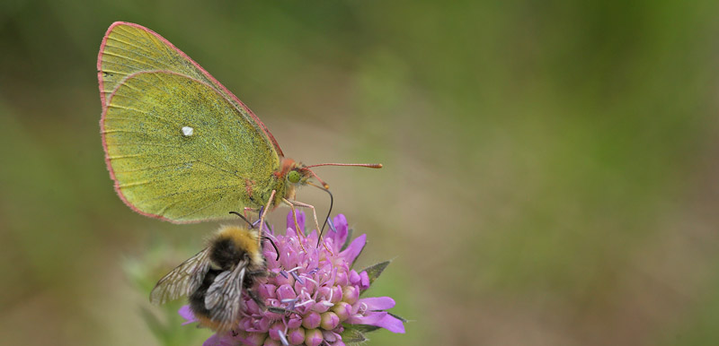 Mosehøsommerfugl, Colias palaeno han. . Spångabäcken, Lindesberg, Örebro Län, Sverige d. 28 juni 2018. Fotograf; Lars Andersen