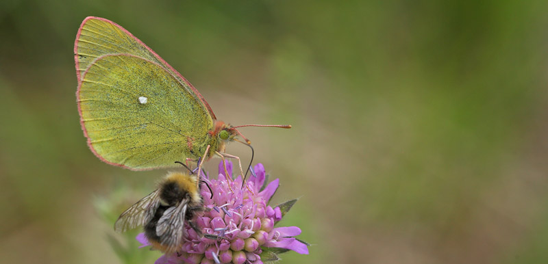 Mosehsommerfugl, Colias palaeno han. . Spngabcken, Lindesberg, rebro Ln, Sverige d. 28 juni 2018. Fotograf; Lars Andersen