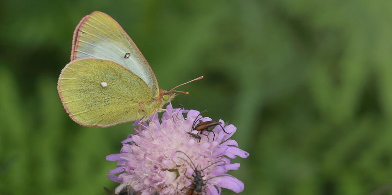 Mosehøsommerfugl, Colias palaeno hun. . Spångabäcken, Lindesberg, Örebro Län, Sverige d. 28 juni 2018. Fotograf; Lars Andersen