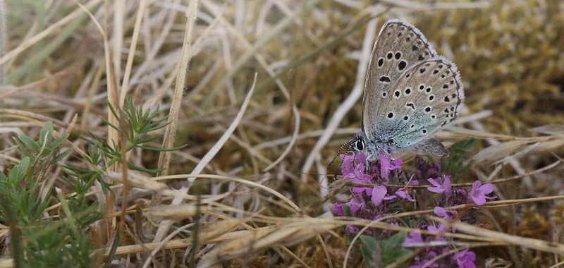 Sortplettet Blfugl, maculinea arion hun. stra Sand, hus, Skne, Sverige d. 9 juli 2018. Fotograf; Lars Andersen