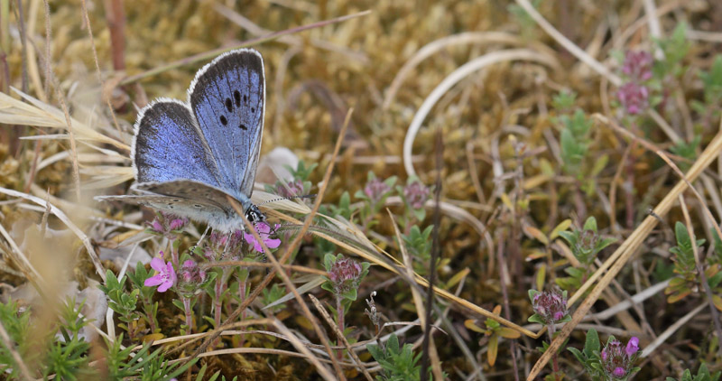 Sortplettet Blfugl, maculinea arion hun. stra Sand, hus, Skne, Sverige d. 9 juli 2018. Fotograf; Lars Andersen