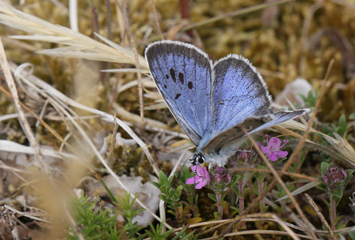 Sortplettet Blfugl, maculinea arion hun. stra Sand, hus, Skne, Sverige d. 9 juli 2018. Fotograf; Lars Andersen