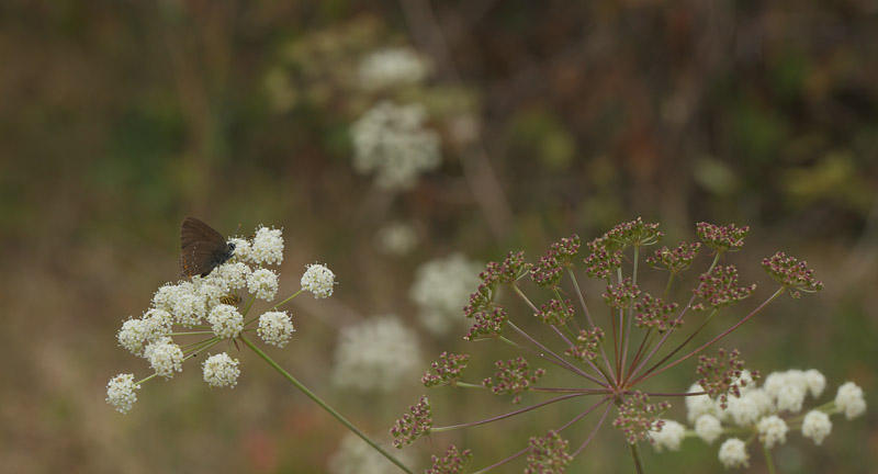  Egesommerfugl, Satyrium ilicis. Der er en del skærmplanter i blomst som var de foretruknet nektarblomst som er bakkesvovlrod. Hagestad Naturresevat, Sandhammaren, Skåne 9  juli 2018. Fotograf: Lars Andesen