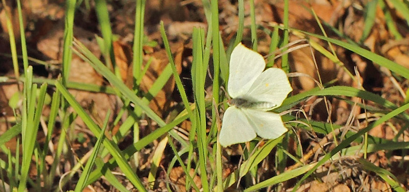 Citronsommerfugl, Gonepteryx rhamni hun. Naturreservat Horns kungsgrd, land, Sverige d. 13 oktober 2018. Fotograf; Lars Andersen