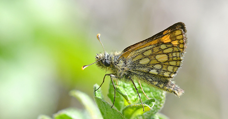 Gulplettet Bredpande, Carterocephalus palaemon han. Vassbotten, Bohusln, Sverige d. 25 maj 2018. Fotograf; John Vergo