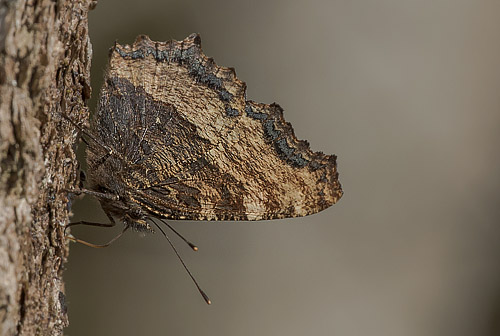 Kirsebrtakvinge, Nymphalis polychloros. Sjarp, Blekinge, Sverige d. 9 april 2018. Fotograf;  Knud Ellegaard