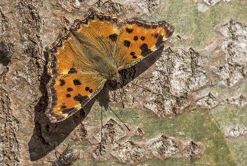 Kirsebrtakvinge, Nymphalis polychloros. Sjarp, Blekinge, Sverige d. 9 april 2018. Fotograf;  Knud Ellegaard