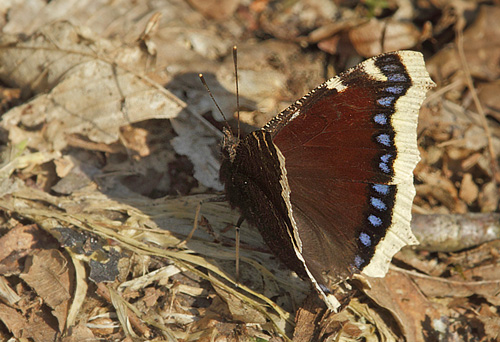 Srgekbe, Nymphalis antiopa. Sjarp, Blekinge, Sverige d. 9 april 2018. Fotograf; Lars Andersen