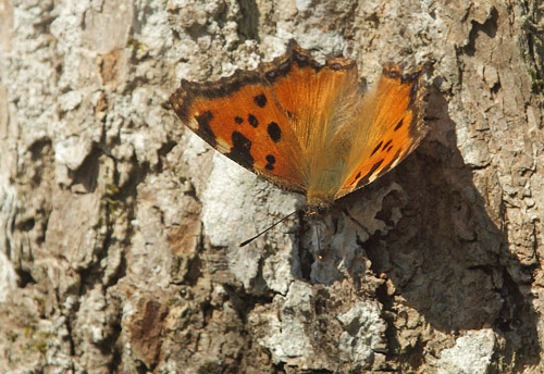 Kirsebrtakvinge, Nymphalis polychloros. Sjarp, Blekinge, Sverige d. 9 april 2018. Fotograf; Lars Andersen