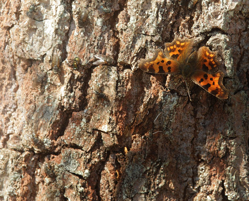 Det Hvide C, Polygonia c-album. Sjarp, Blekinge, Sverige d. 9 april 2018. Fotograf; Lars Andersen