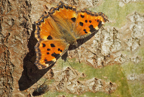 Kirsebrtakvinge, Nymphalis polychloros. Sjarp, Blekinge, Sverige d. 9 april 2018. Fotograf; Lars Andersen