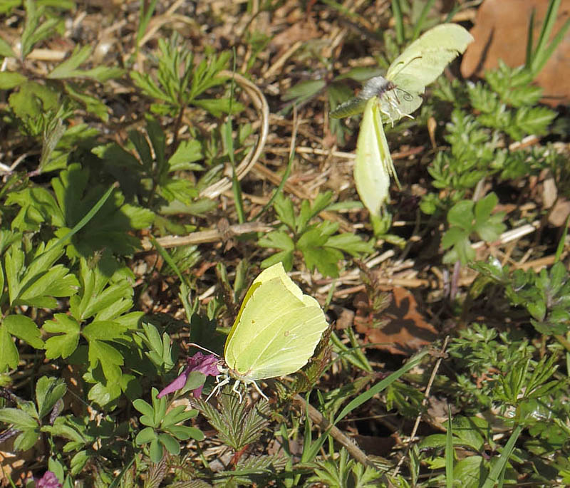 Citronsommerfugl, Gonepteryx rhamni hanner p Finger-Lrkespore, Corydalis pumila. Sjarp, Blekinge, Sverige d. 19 april 2018. Fotograf; Lars Andersen