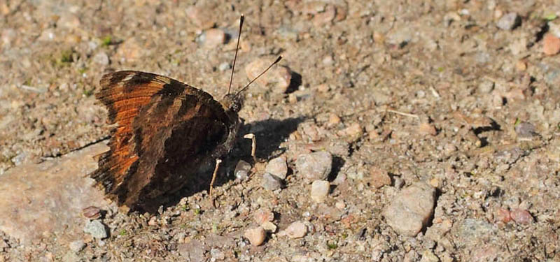 En lille stlig Takvinge, Nymphalis xanthomelas han.  Sjarp, Blekinge, Sverige d. 19 april 2018. Fotograf; Lars Andersen