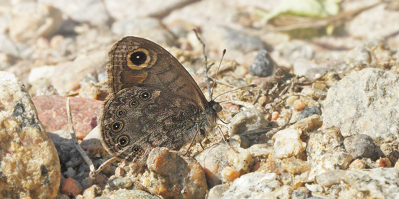 Bjergvejrandje, Lasiommatus petropolitana han. Krokstrand, Bohusln, Sverige d. 25 maj 2018. Fotograf; Lars Andersen