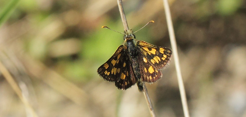 Gulplettet Bredpande, Carterocephalus palaemon han. Vassbotten, Bohusln, Sverige d. 25 maj 2018. Fotograf; Lars Andersen