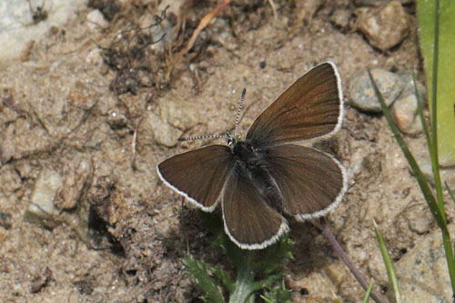 Fjeldblfugl, Agriades orbitulus. Ramundberget Fjeldby 720 m.h., Hrjedalen, Jmtland, Sverige d. 21 juni 2018. Fotograf; Lars Andersen