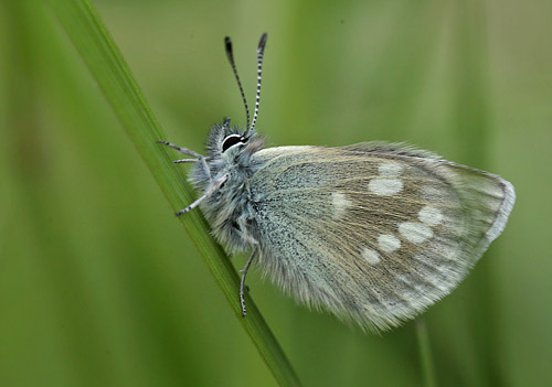 Fjeldblåfugl, Agriades orbitulus. Ramundberget Fjeldby 720 m.h., Härjedalen, Jämtland, Sverige d. 21 juni 2018. Fotograf; Lars Andersen