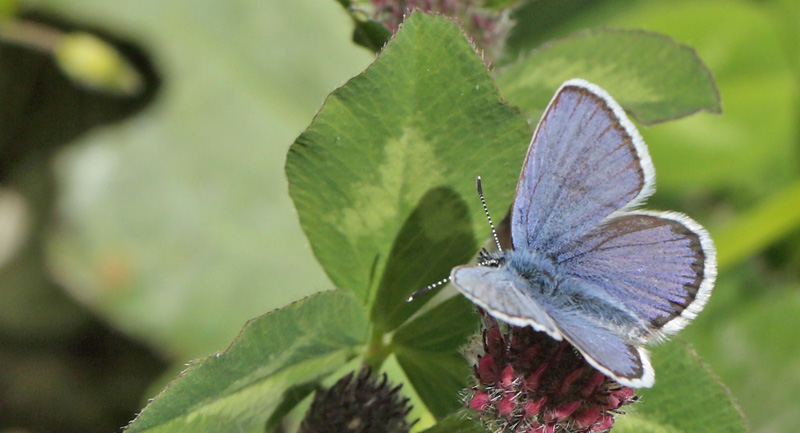 Hedblåvinge, Plebejus idas han. Ramundberget Fjeldby 720 m.h., Härjedalen, Jämtland, Sverige d. 21 juni 2018. Fotograf; Lars Andersen