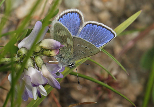 Fjeldblåfugl, Agriades orbitulus. Ramundberget Fjeldby 720 m.h., Härjedalen, Jämtland, Sverige d. 21 juni 2018. Fotograf; Lars Andersen