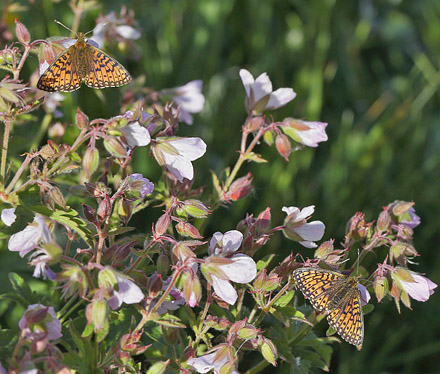 Brunflckig Prlemorfjril, Boloria selene ssp. hela. Floten, Hrjedalen, Sverige d. 21 juni 2018. Fotograf; Lars Andersen