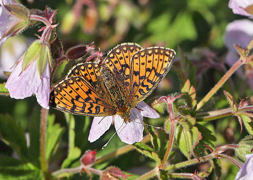 Brunflckig Prlemorfjril, Boloria selene ssp. hela. Floten, Hrjedalen, Sverige d. 21 juni 2018. Fotograf; Lars Andersen