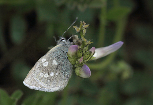 Fjeldblfugl, Agriades orbitulus. Ramundberget Fjeldby 720 m.h., Hrjedalen, Jmtland, Sverige d. 22 juni 2018. Fotograf; Lars Andersen