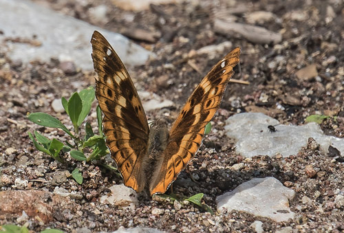 Ilia, Apatura ilia f. clytie han. Ungarn d. 26 maj 2018. Fotograf; Jrgen Bjerring