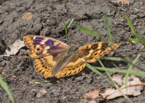 Ilia, Apatura ilia f. clytie han. Ungarn d. 26 maj 2018. Fotograf; Jrgen Bjerring