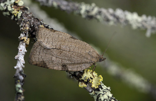 Lozotaenia forsterana. Hedeviken, Hrjedalen, Sverige d. 23 juni 2018. Fotograf; Lars Andersen