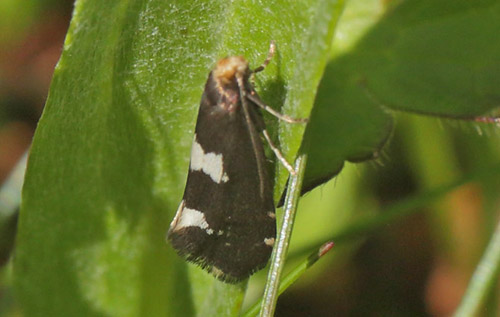 Bøllens Nøjsomme Møl, Incurvaria oehlmanniella. Ramundberget 1050 m-, Härjedalen, Sverige, Sverige d. 27 juni 2018. Fotograf; Lars Andersen