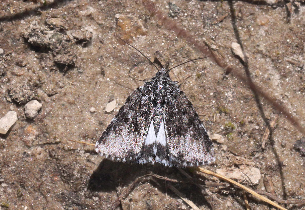 Hvidvinget Lyngugle, Sympistis heliophila (Paykull, 1793). Ramundberget 950 - 1000 m-, Hrjedalen, Sverige 27  juni 2018. Fotograf; Lars Andersen