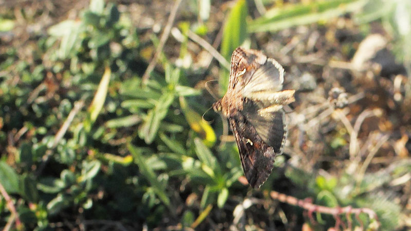 Gammaugle, Autographa gamma. Bruddesta, land, Sverige d. 12 oktober 2018. Fotograf; Lars Andersen