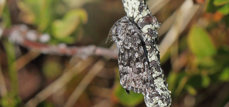 Hvidvinget Lyngugle, Sympistis heliophila (Paykull, 1793). Srvfjllet  842 m., Hrjedalen, Sverige d. 25 juni 2018. Fotograf; Lars Andersen