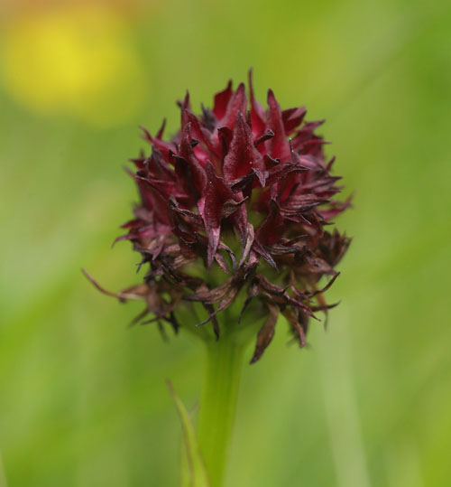 Brunkulle, Gymnadenia nigra. sarna, Jmtland, Sverige d. 24 juni 2018. Fotograf; Lars Andersen