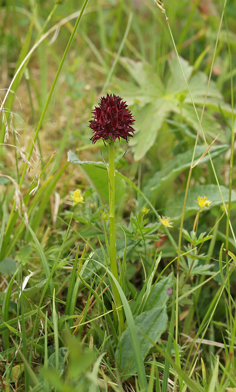 Brunkulle, Gymnadenia nigra. Åsarna, Jämtland, Sverige d. 24 juni 2018. Fotograf; Lars Andersen