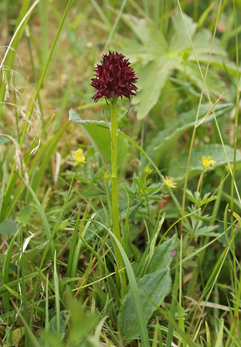 Brunkulle, Gymnadenia nigra. sarna, Jmtland, Sverige d. 24 juni 2018. Fotograf; Lars Andersen